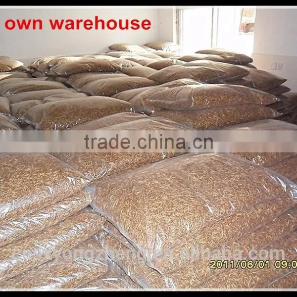 Dried Mealworms For Insect Protein Material photo-2
