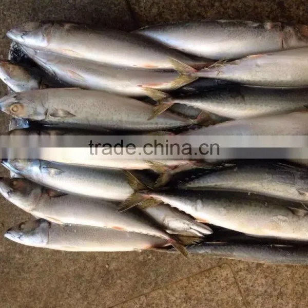 Frozen Pacific Mackerel photo-4