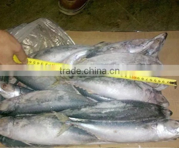 Frozen Pacific Mackerel Fresh Hot Sale Fish photo-2