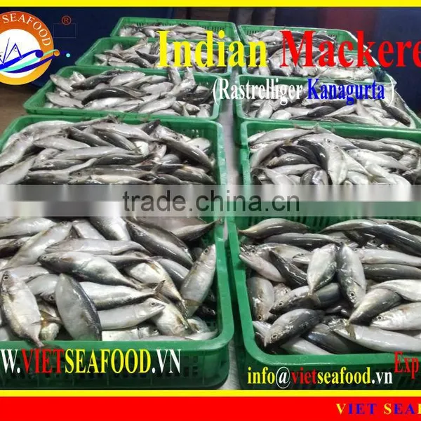 FROZEN W/R INDIAN MACKEREL photo-4