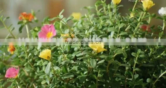 Portulacaceae ,Portulaca, Flower Seeds , Herb Seed,vegetalbe Seed,fruit Seed,grass Seed photo-2