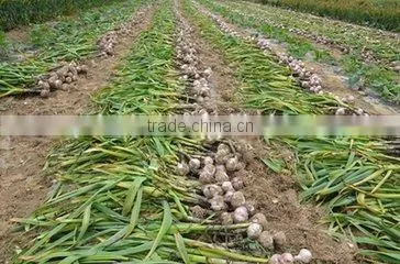 Dry White Garlic/Fresh Style and Garlic Type Dried Garlic