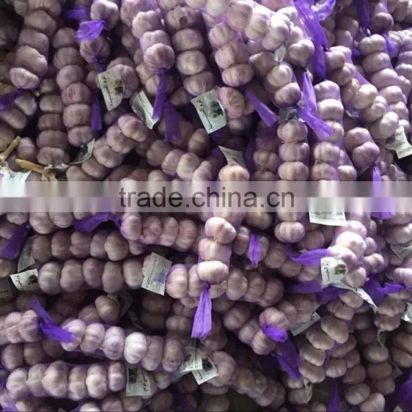 Purple Garlic photo-2