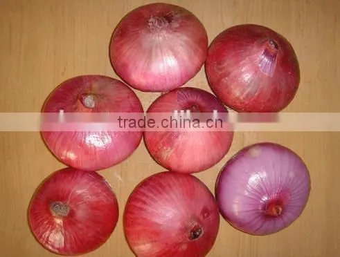 Onion Vegetable photo-3