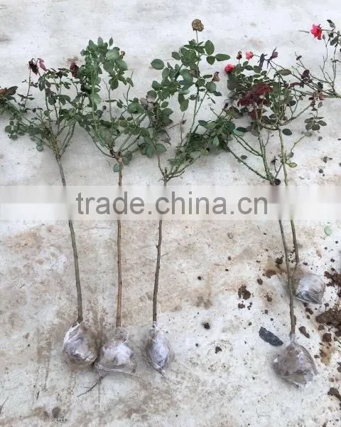 Easy Survival Rose Seedling photo-6