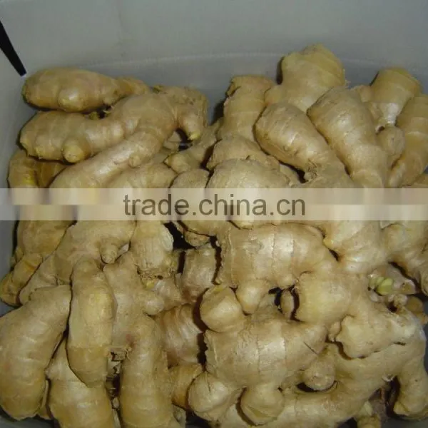 Fresh Air Dried Ginger of Shandong photo-3