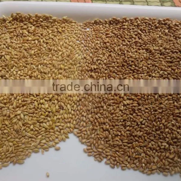 Color Sorter Equipment / Wheat Color Sorter Supplier photo-2
