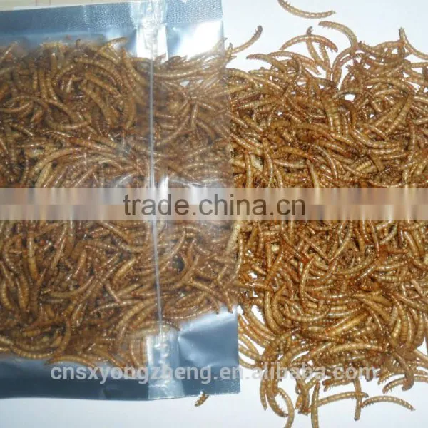 Insect Protein Bird Food Dried Mealworms photo-2
