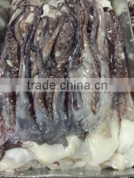 Giant Squid Tentacle photo-2