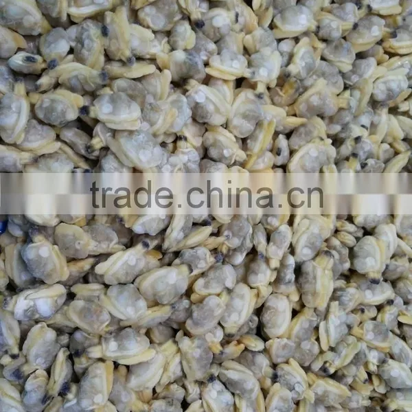 Frozen Natural Taste High Quality X-checked Clam Meat for Sale photo-4