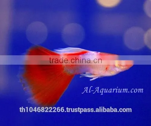 Guppy Fish Fish Farm For Sale and Export / Tropical Fish Exporter Thailand photo-2