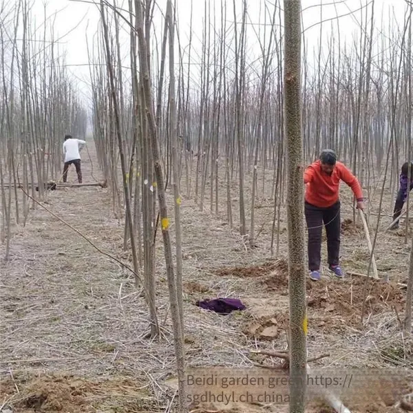 New Price Quotation for Melia Azedarach Trees With a 10 - Centimeter Caliper in Jiangsu in 2020 From the Melia Azedarach Tree Base for Street Trees photo-3