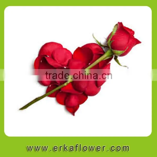 Newest White Fresh Cut Rose Flower photo-2