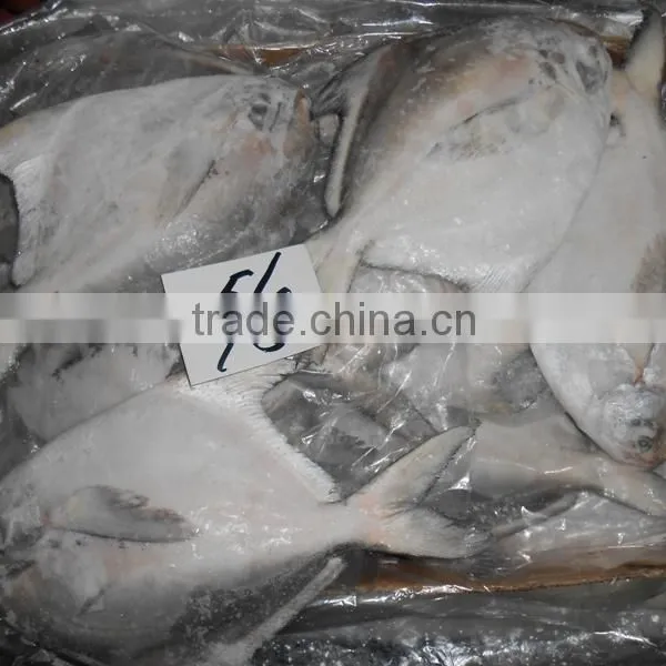 Silver Pomfret