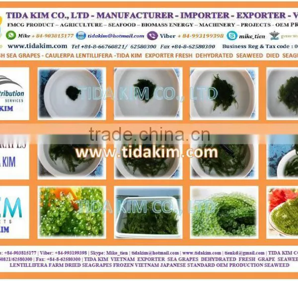 FRESH SEA GRAPES - UMIBUDO - TIDA KIM - SEAWEED GREEN CAVIAR OKINAWA JAPAN DEHYDRATED SEAGRAPES - CAULERPA LENTILLIFERA photo-4