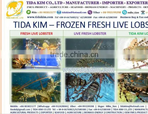 ALIVE FRESH FROZEN LOBSTER SHRIMP FISH TIDA KIM WHOLE BABY OCTOPUS SURIMI ITOYORI MIXED KINTOKIDAI VIETNAM MANUFACTURER
