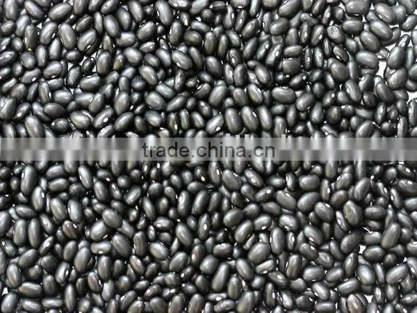Black Bean