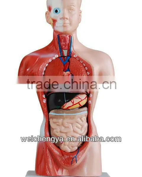 Educational/Medical /Biology Teaching Model 26cm Torso 15 Parts