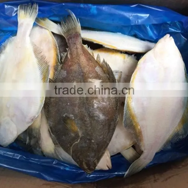 2016 New Coming Frozen Plaice/flatfish for Sale photo-4