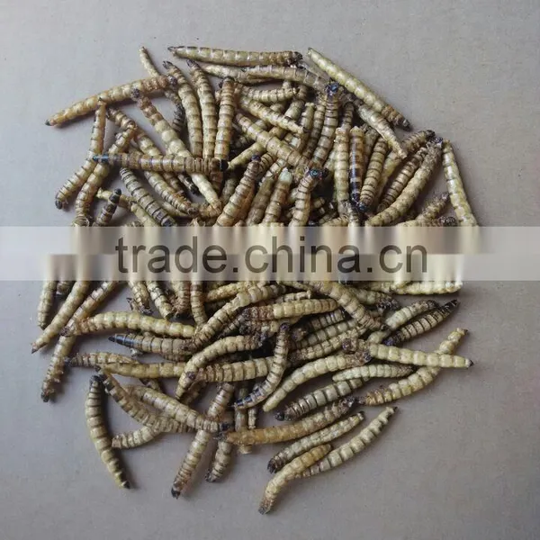 Sun Dried Barley Worm