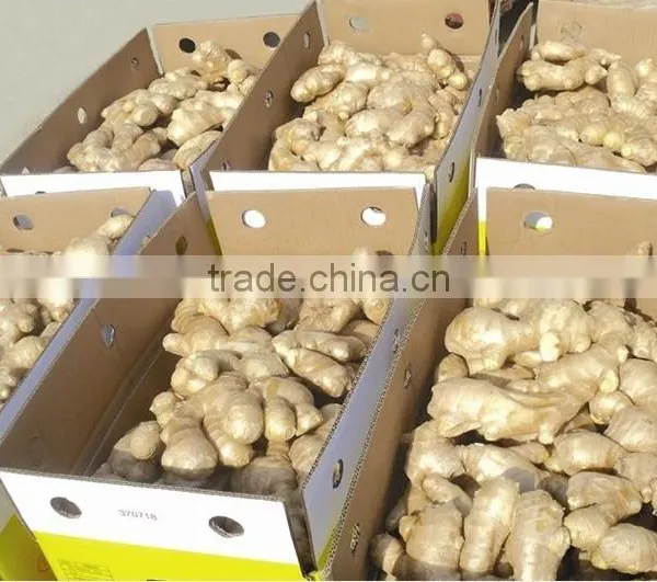 Supply FRESH GINGER (Call: +84 1687264621 or skype: anda.ty)