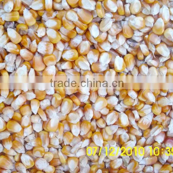 Feed Corn, Yellow Maize photo-2