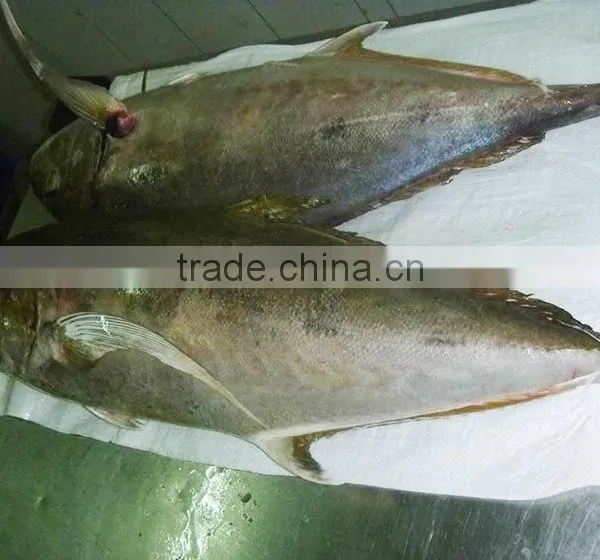 Caranx Sexfasciatus Frozen Bigeye Trevally Fish photo-2