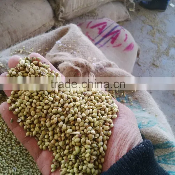 Eagle Coriander Seeds photo-6