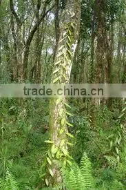 Madagascar Vanilla Beans
