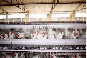 Poultry Cages