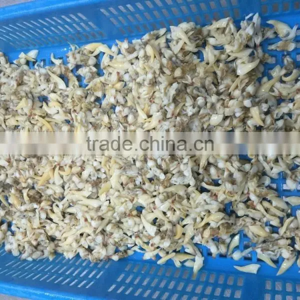 Frozen Yellow Clam Meat photo-3