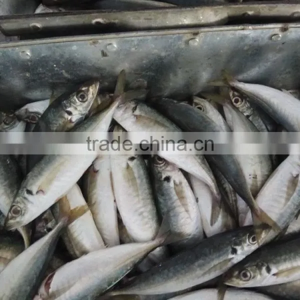 Frozen Horse Mackerel Whole Round Fresh Fish photo-2