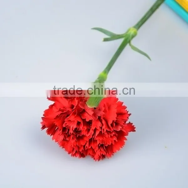Fresh Valentine Red Carnations With Low Price Fresh Cut Carnation Flower High Quality photo-2