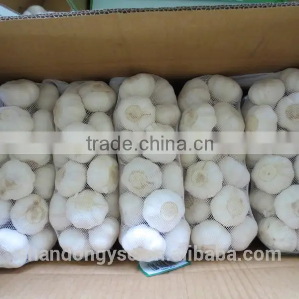 Pure White Garlic photo-3