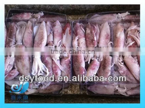 Frozen Clean and Fresh Fuzhou Squid photo-3