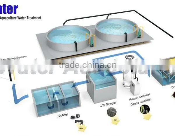 Intensive Recirculating Aquaculture Systems Grouper farming RAS