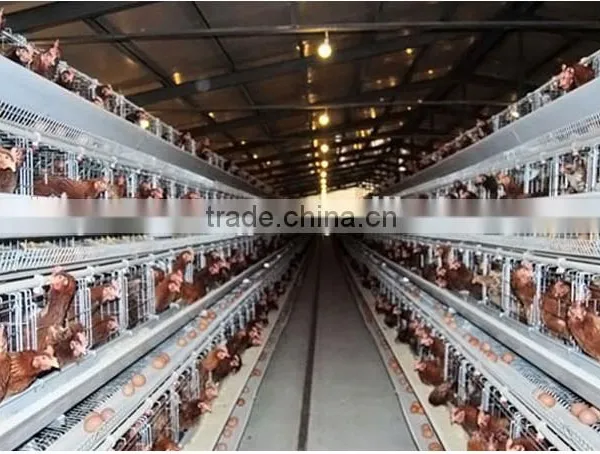 Chicken Battery Cages photo-2