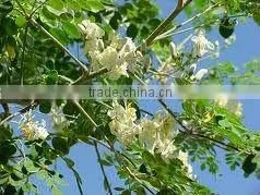 Organic Moringa Oleifera Leaf Powder