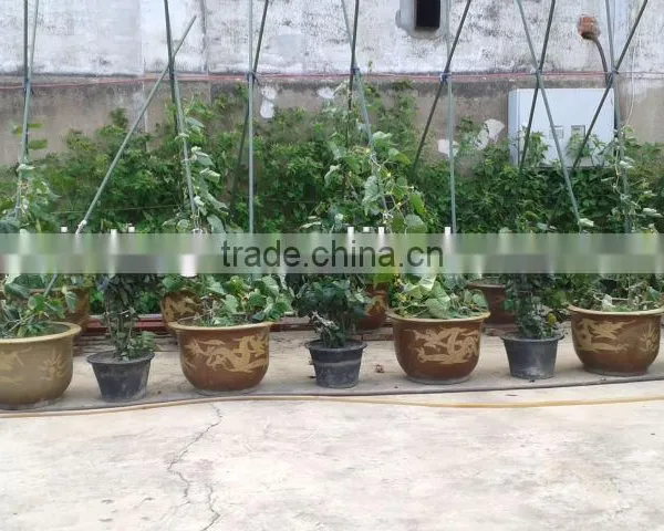 Artificial Garden Topiary