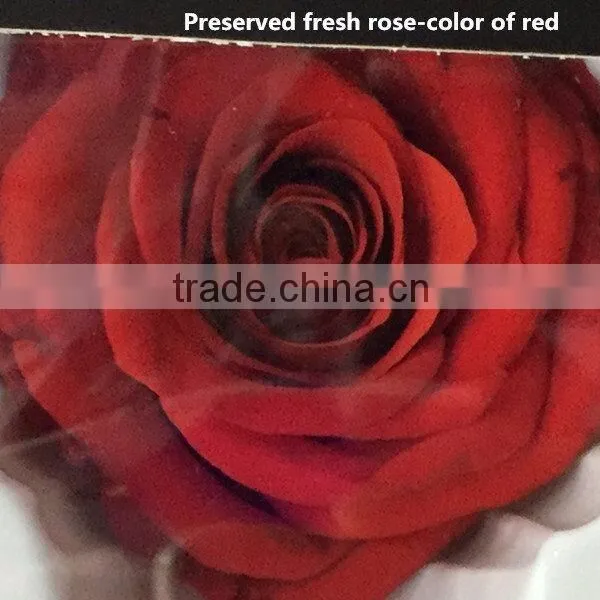 Export Long-lasting Dried Flowers Highest Quality Preserved Flowers Rose photo-5