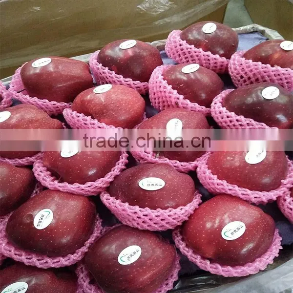 Export Fresh Red Delicious Apple Fruit Fresh Apple photo-4
