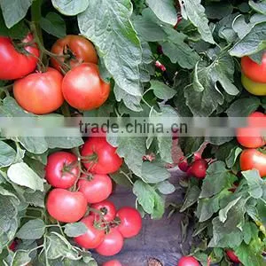 2016 Hybrid High Yield Disease-resistant Tomato Seeds for Growing- Red Princess photo-4