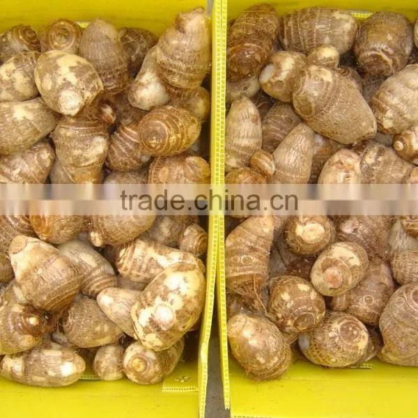 Fresh Taro photo-4