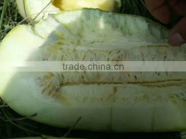 Shelled and Roasted Chinese Green Pumpkin Seed Kernels New Crop photo-3