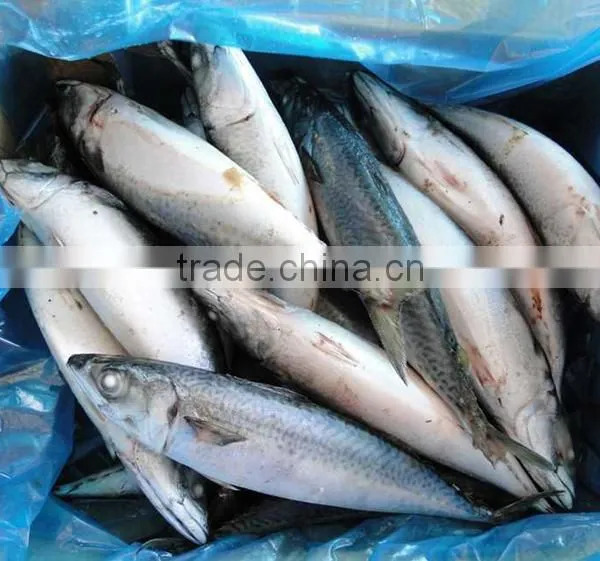 Scomber Japonicus photo-2