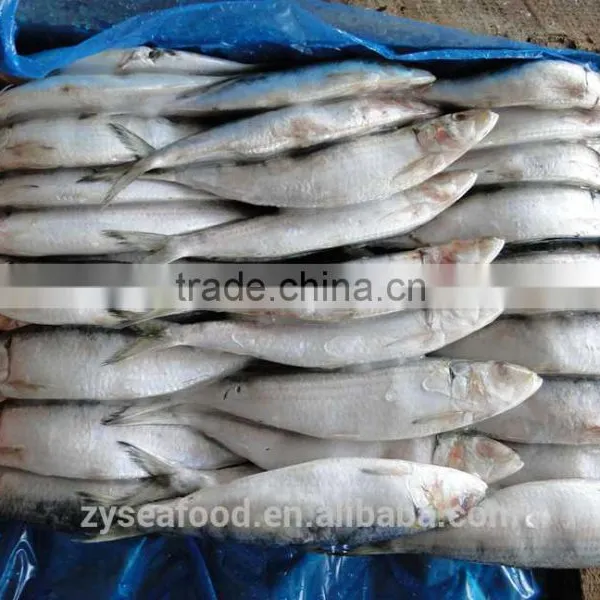 Frozen Sardine Sardinops Melanosticta photo-2