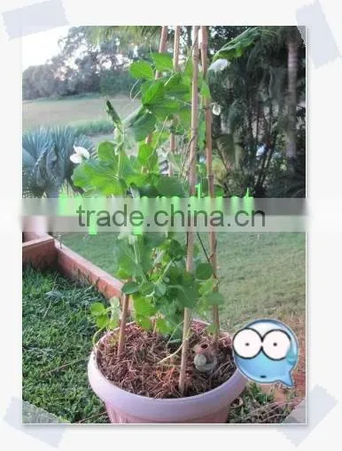 Round Bamboo Sticks for Incenses photo-5