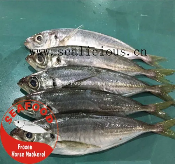 Frozen Horse Mackerel/Jack Mackerel Whole Round