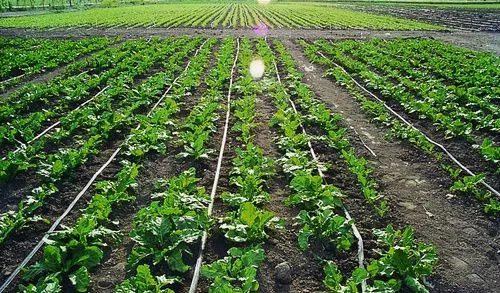 Flat Drip Irrigation Pipe Production Line photo-5