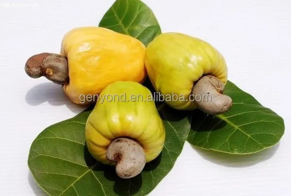 Cashew Kernel and Shell Separator Machine photo-6